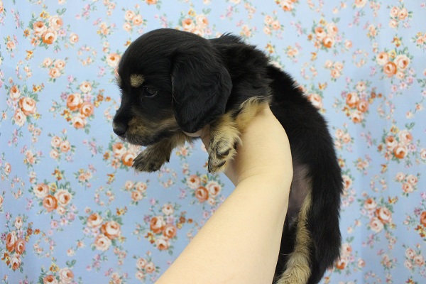 ミニチュアダックス