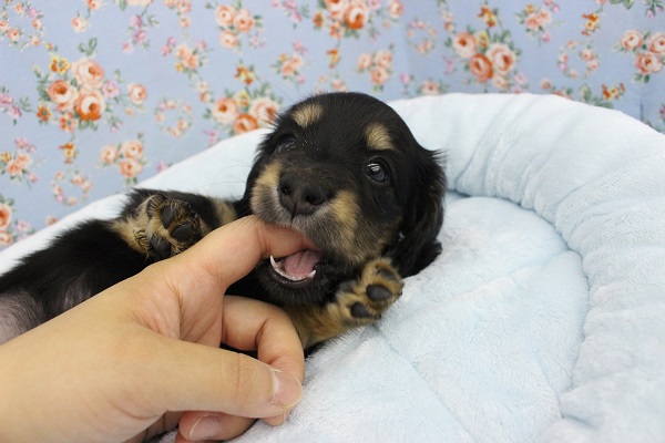 ミニチュアダックス