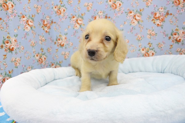 ミニチュアダックス