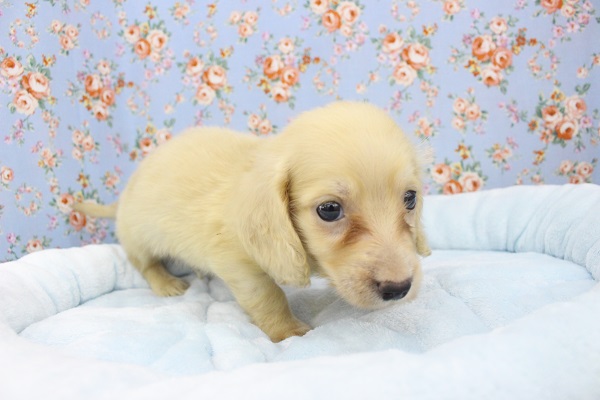 ミニチュアダックス