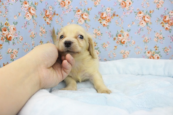 ミニチュアダックス