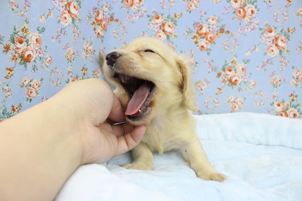 ミニチュアダックス