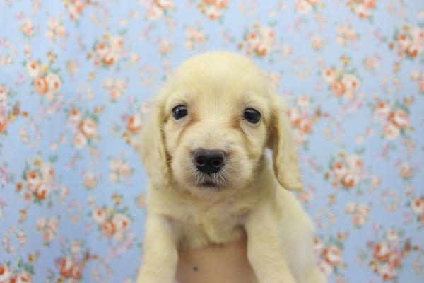 ミニチュアダックス