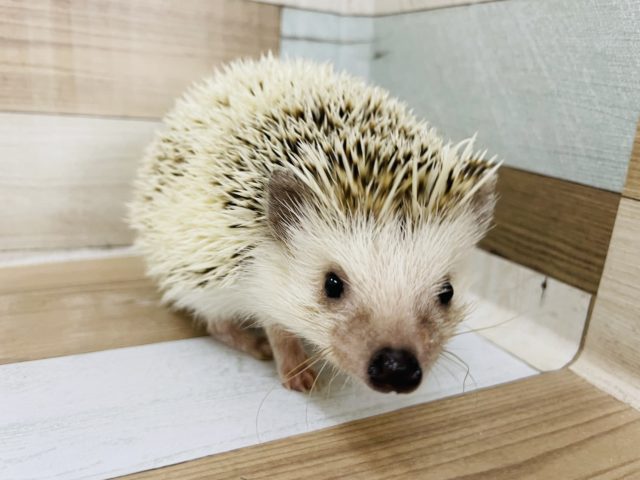 ハリネズミ（ヨツユビハリネズミ）