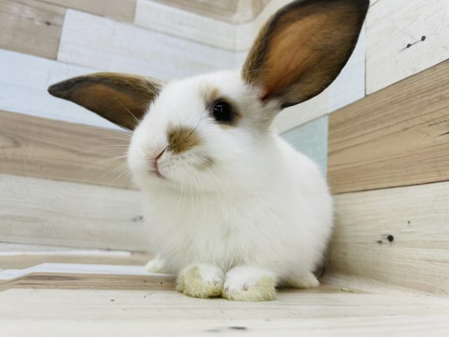 ロップイヤーラビット