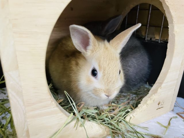 ネザーランドドワーフ