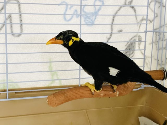 九官鳥（キュウカンチョウ）