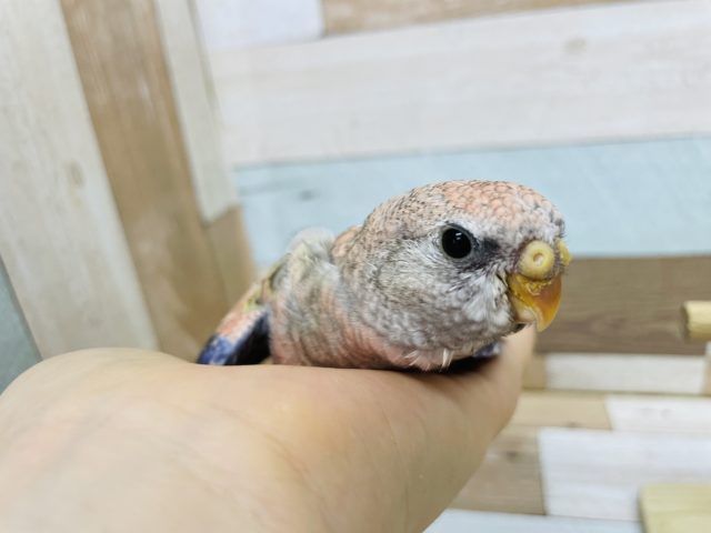 アキクサインコ（秋草インコ）