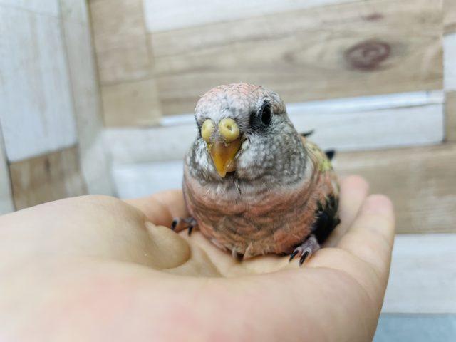 アキクサインコ（秋草インコ）