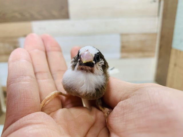 十姉妹（ジュウシマツ）