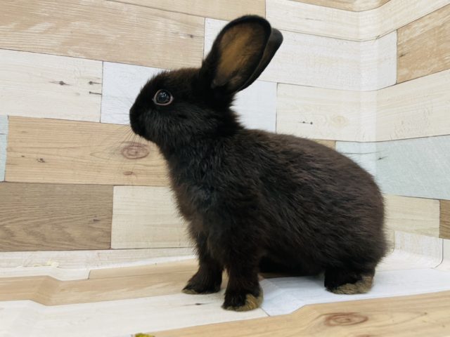 ネザーランドドワーフ