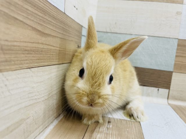 ネザーランドドワーフ