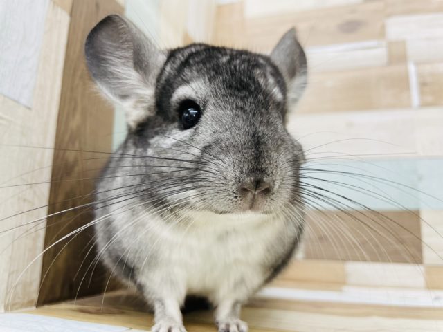 チンチラ