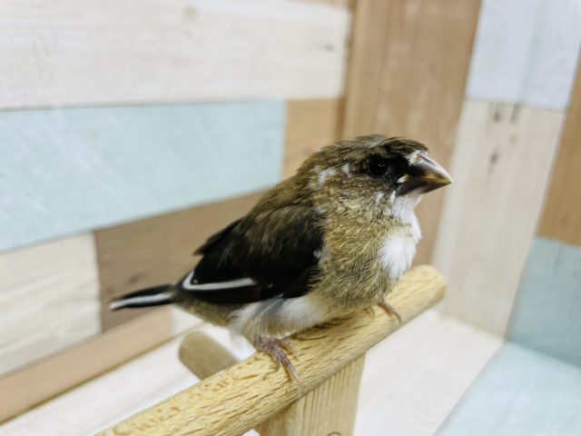 十姉妹（ジュウシマツ）