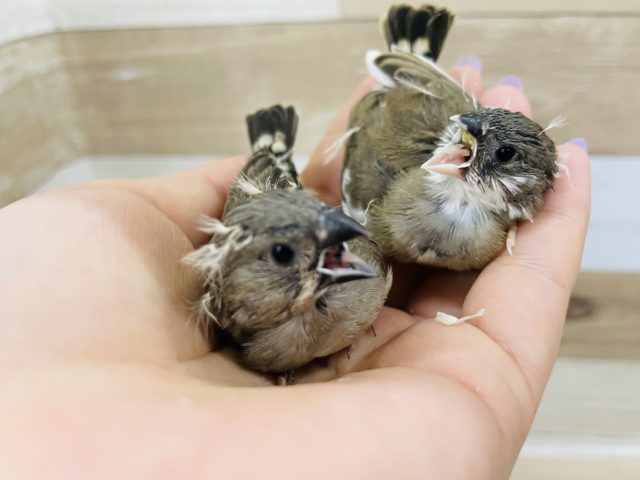 錦花鳥（キンカチョウ）