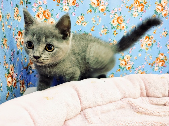 ブリティッシュショートヘア