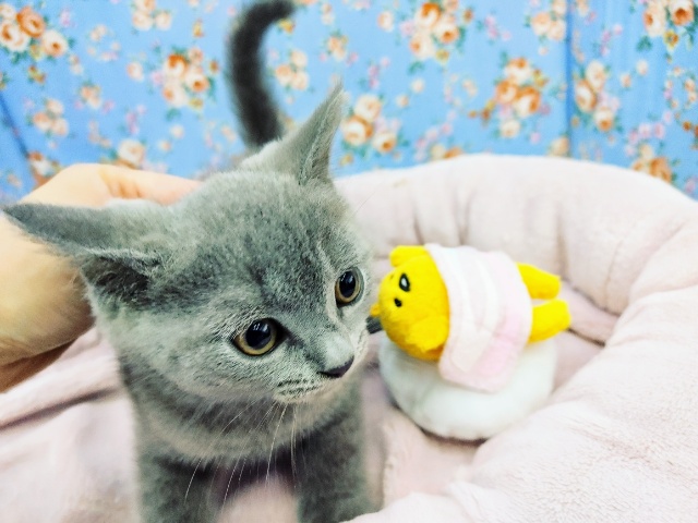 ブリティッシュショートヘア