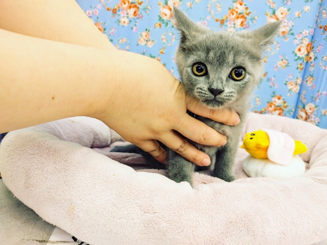 ブリティッシュショートヘア