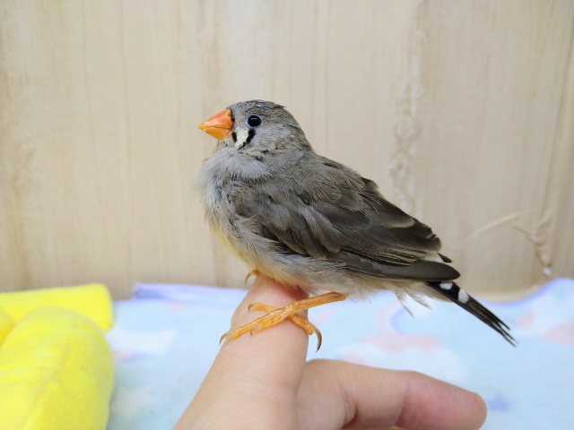 抱っこ大好き!キンカ鳥のつくねちゃん(仮) 錦花鳥(キンカチョウ)