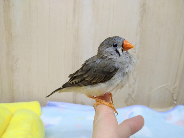 抱っこ大好き!キンカ鳥のつくねちゃん(仮) 錦花鳥(キンカチョウ)
