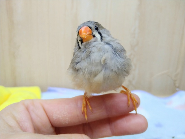 抱っこ大好き!キンカ鳥のつくねちゃん(仮) 錦花鳥(キンカチョウ)