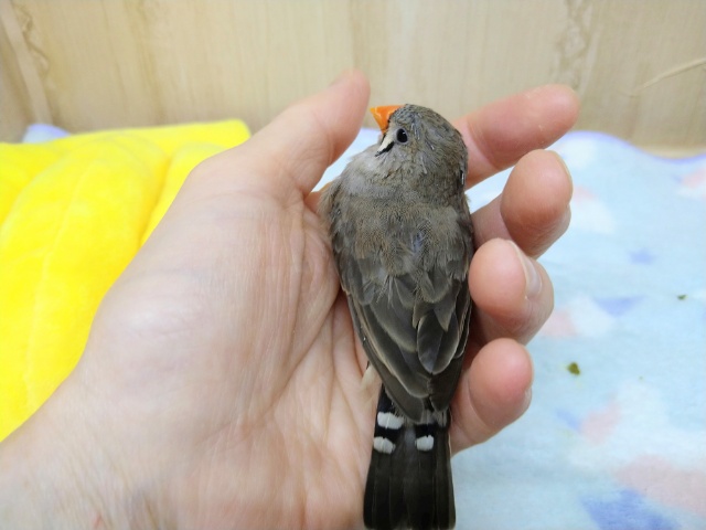 抱っこ大好き!キンカ鳥のつくねちゃん(仮) 錦花鳥(キンカチョウ)