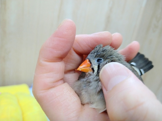 抱っこ大好き!キンカ鳥のつくねちゃん(仮) 錦花鳥(キンカチョウ)