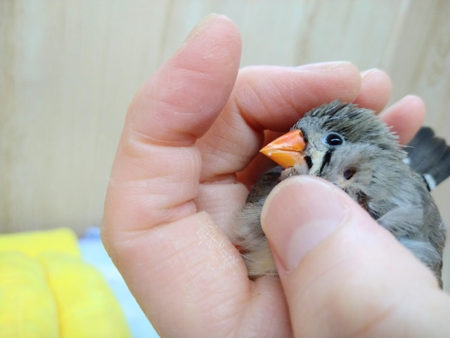 抱っこ大好き!キンカ鳥のつくねちゃん(仮) 錦花鳥(キンカチョウ)