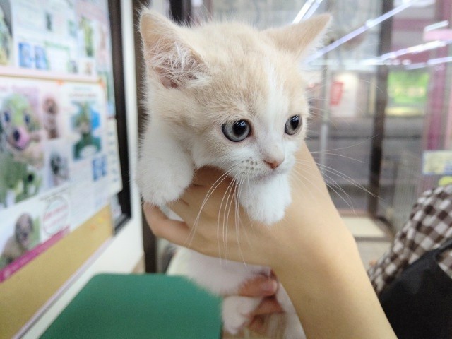 スコティッシュフォールド