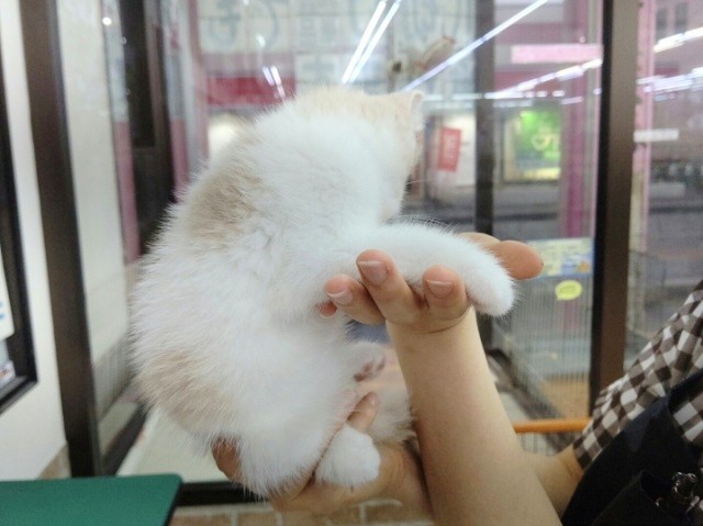 スコティッシュフォールド