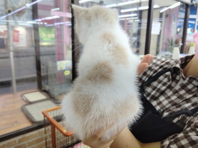 スコティッシュフォールド