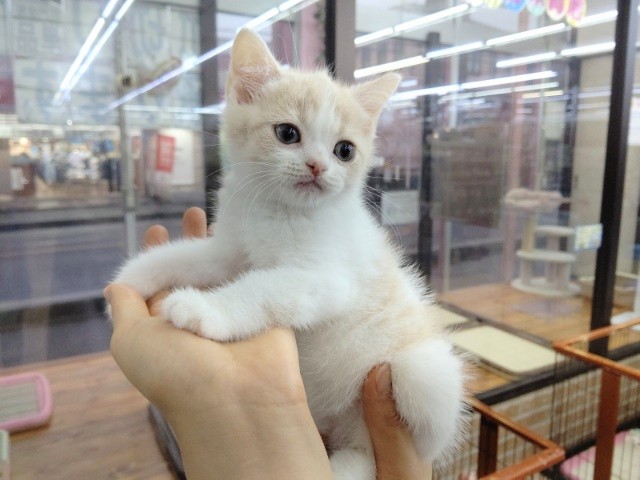 スコティッシュフォールド