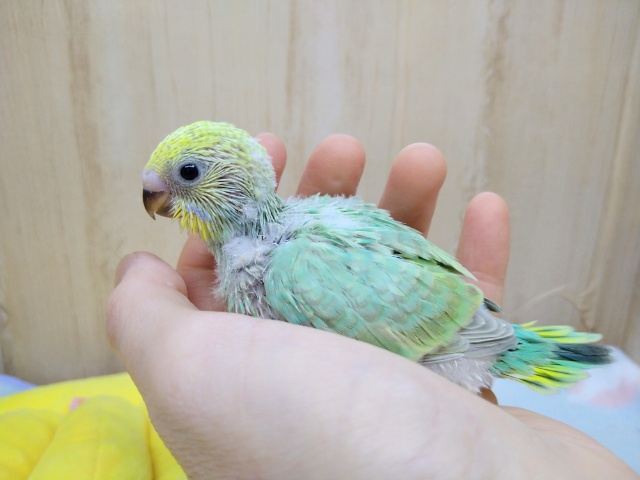 セキセイインコ