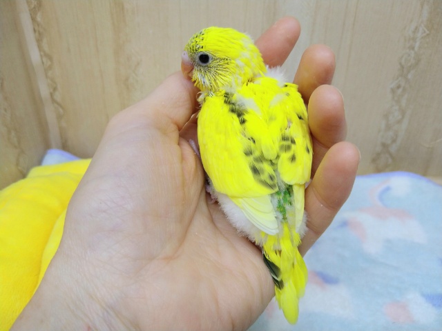 セキセイインコ