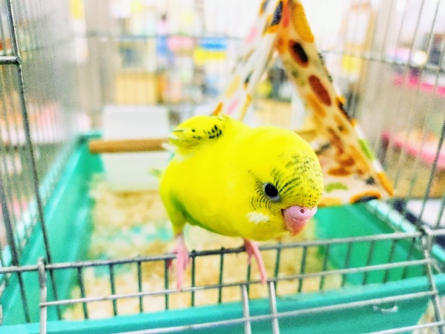 セキセイインコ