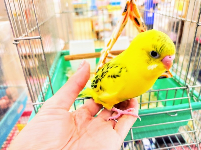 セキセイインコ