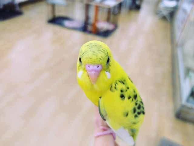 セキセイインコ