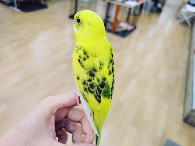 セキセイインコ