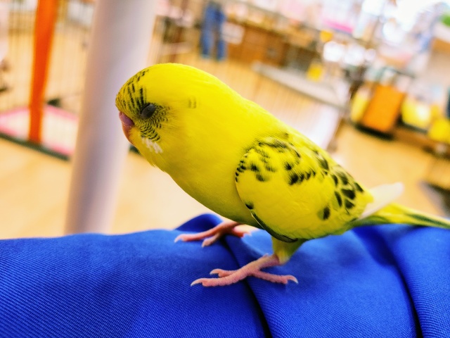 セキセイインコ