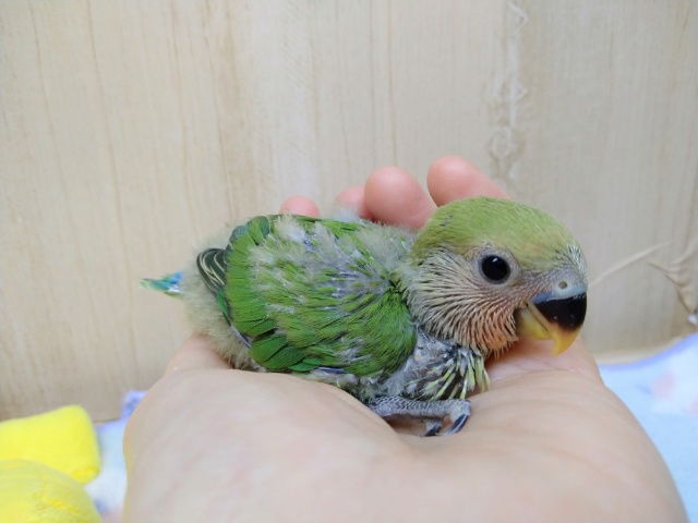 ノーマルカラーの小桜さん、来ましたよ〜 コザクラインコ(小桜インコ)