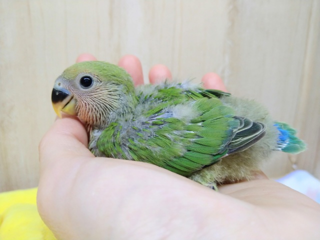 ノーマルカラーの小桜さん、来ましたよ〜 コザクラインコ(小桜インコ)
