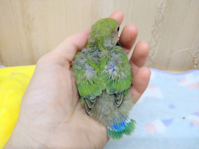 ノーマルカラーの小桜さん、来ましたよ〜 コザクラインコ(小桜インコ)