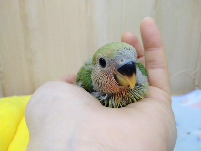 ノーマルカラーの小桜さん、来ましたよ〜 コザクラインコ(小桜インコ)