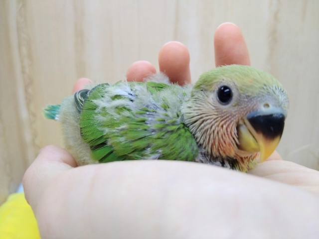ノーマルカラーの小桜さん、来ましたよ〜 コザクラインコ(小桜インコ)