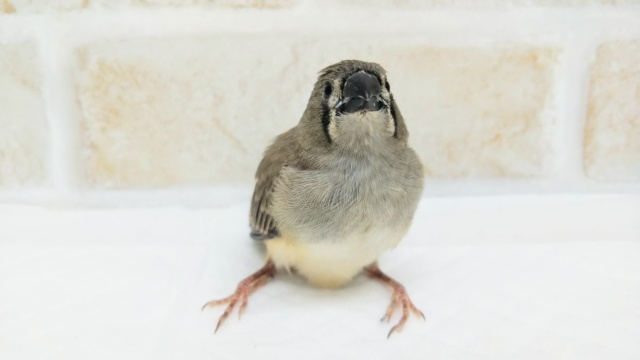 錦花鳥（キンカチョウ）