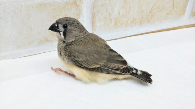 錦花鳥（キンカチョウ）