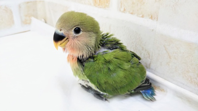 コザクラインコ（小桜インコ）