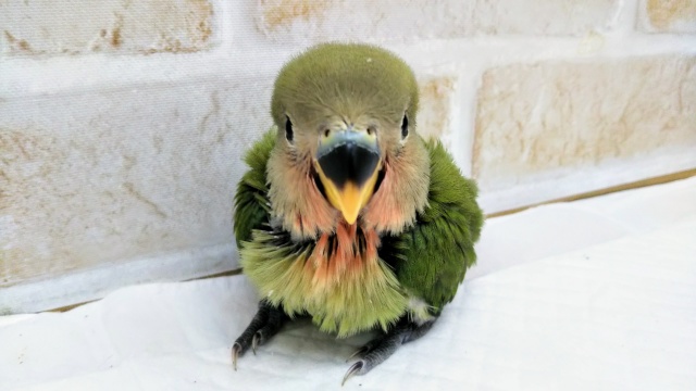 コザクラインコ（小桜インコ）