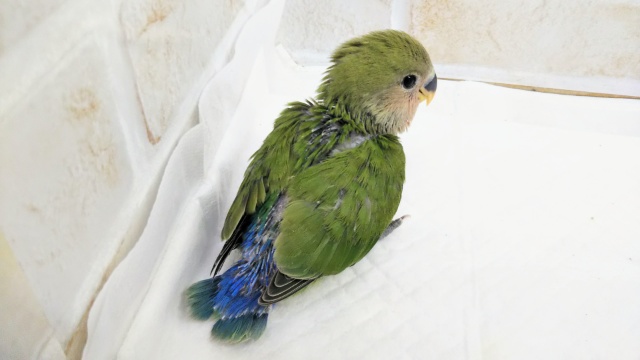 コザクラインコ（小桜インコ）