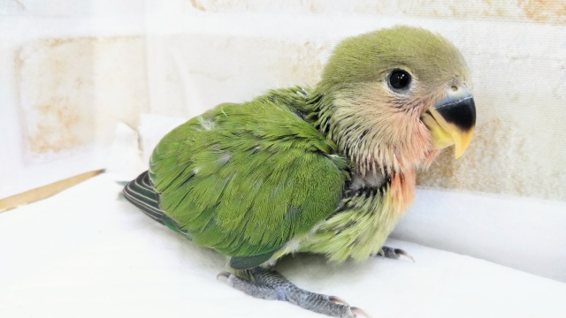 コザクラインコ（小桜インコ）